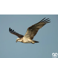 گونه عقاب ماهیگیر Osprey